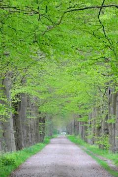 Tree Lined Path, Netherlands Stock Photos