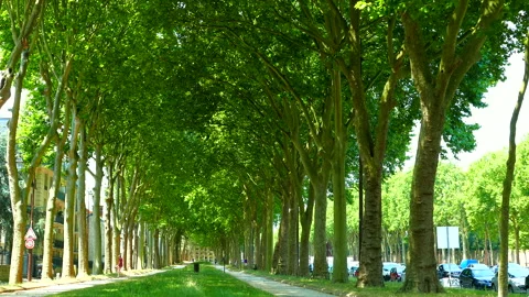 A Tree-Lined Path to the Palace of Versailles 스톡 동영상 330644176