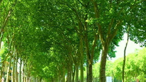 The Tree-Lined Path to the Palace of Versailles 스톡 동영상 330644225