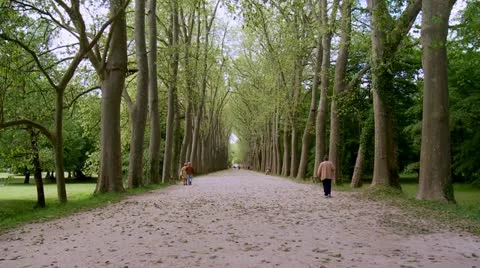 Tree lined path - Parc de Chenonceau - France Stock Footage 20501226