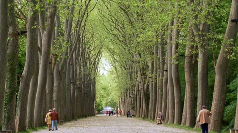 Tree lined path - Parc de Chenonceau - France Stock Footage 39005879