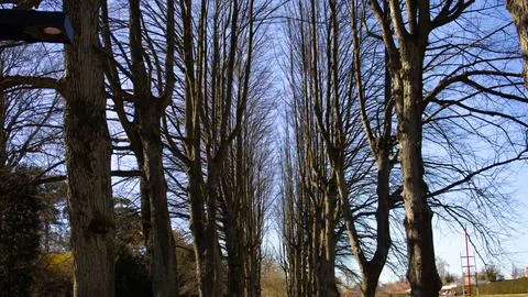 Tree lined path in the park in Malmo, Sweden Stock Photos