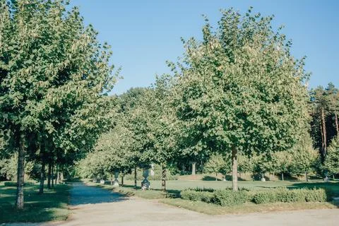 Tree-lined path in a park Stock Photos