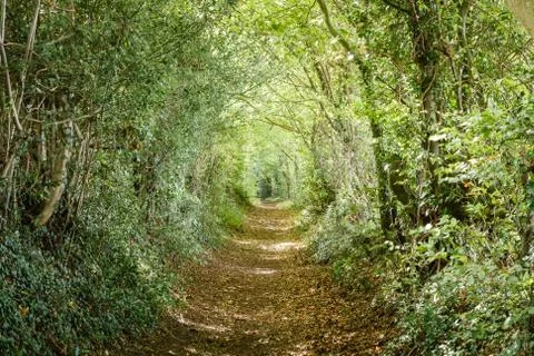 Tree lined path Stock Photos