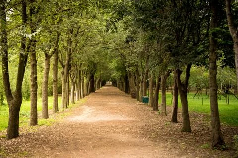 Tree lined path 写真素材