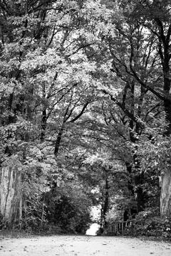 Tree-Lined Path 写真素材