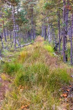 Tree lined path in a pine woodland at autumn Sweden Europe Stock Photos