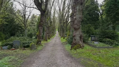 Tree lined path in Schwerin cemetery, tombstones, cloudy day, moss, Germany Vídeos de archivo 76299153