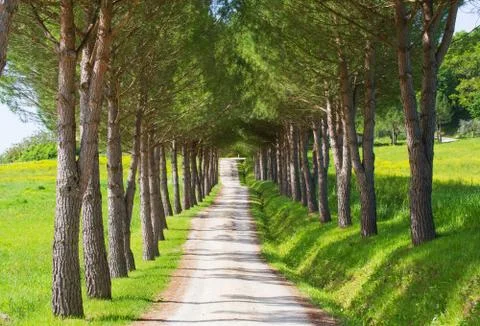 Tree lined path in summer Stock Photos