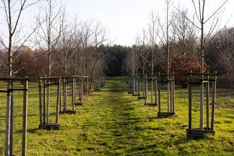 Tree-lined path in a sunny field during autumn season Stock Photos