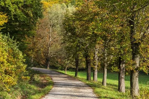 Tree-lined path through autumn forest and green countryside Stock Photos
