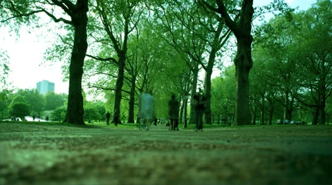 Tree lined path through park Video stock 38015159