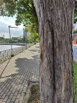 Tree-lined path through the park with a view of the lake Stock Photos