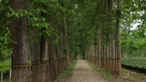 Tree-Lined Path Through a Tea Plantation Stock Footage 336531724