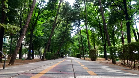 Tree lined path. Tree lined walking path. Garden park. Bucharest, Romania. Stock Footage 253852610