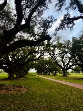 Tree lined path under ancient live oaks in a tranquil Vacherie, St. James P.. Stock Photos