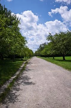 Tree-lined path under a blue sky Foto stock