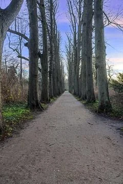 Tree lined path in winter forest Stock-Fotos