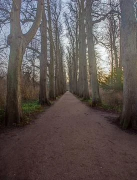 Tree lined path in winter forest Stock Photos
