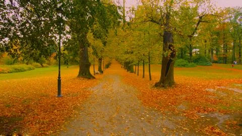 Tree lined pathway in autumn - Bilder Stock Photos