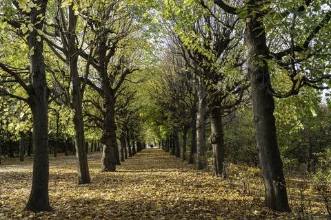 Tree-lined pathway in an autumn park under warm sunlight Stock Photos