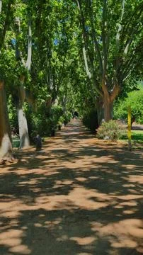 Tree Lined Pathway in Ca l’Arnús Park in Badalona Spain Stock Photos