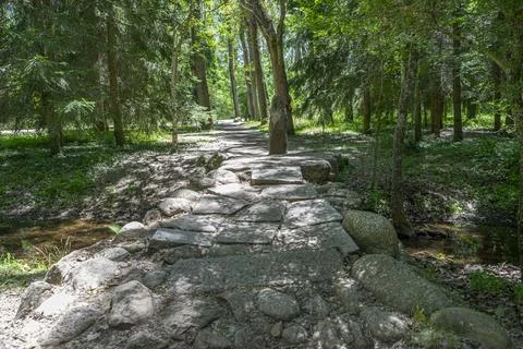 Tree-Lined Pathway in the Finnish Forest of Rascafra, Madrid Stock Photos