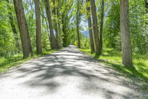 Tree-Lined Pathway in the Finnish Forest of Rascafra, Madrid Stock Photos