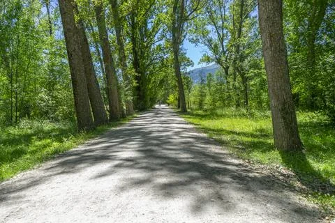 Tree-Lined Pathway in the Finnish Forest of Rascafra, Madrid Stock Photos