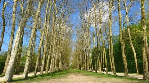 Tree-lined pathway in the gardens of the Palace of Versailles Stock Photos
