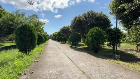 Tree Lined Pathway in Landscaped Garden Under Blue Sky Stock Footage 329174982