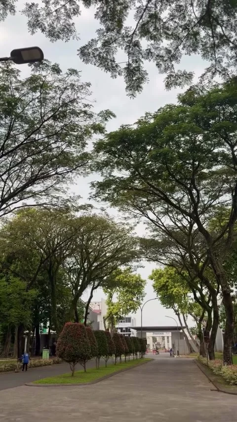 Tree-Lined Pathway Leading to Campus Gate Stock-Footage 339881811