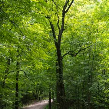 Tree lined pathway at Manoir-Papineau National Historic Site 스톡 사진