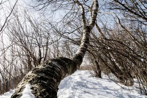 Tree-lined pathway in a mountain Stock Photos