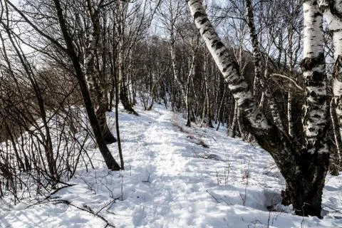 Tree-lined pathway in a mountain Stock Photos
