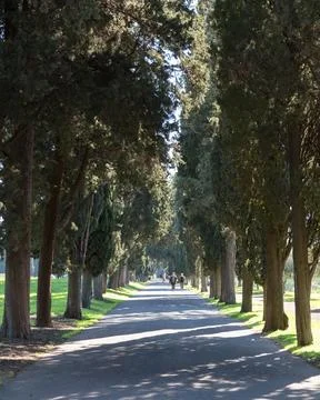 Tree-Lined Pathway Near Via Appia, Rome Stock Photos