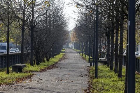 Tree-lined Pathway in a Park Stock Photos
