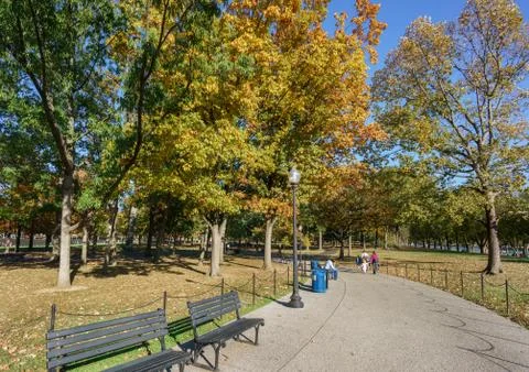 Tree lined pathway in public park in sunlight, diminishing perspective. Fotos Stock