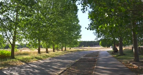 Tree lined pathway in Quintana Redonda, Spain 스톡 동영상 344043740