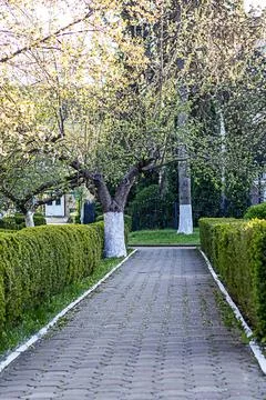 Tree-lined pathway surrounded by green hedges in a tranquil garden scene Stock Photos