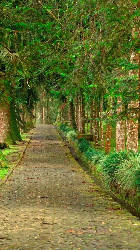 Tree-lined pathway through green garden Stock-Footage 333499520