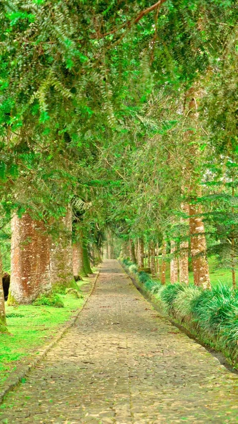 Tree-lined pathway through green garden Stock Footage 333500041