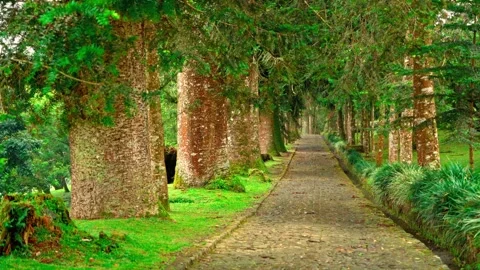 Tree-lined pathway through lush green garden Stock Footage 333499034