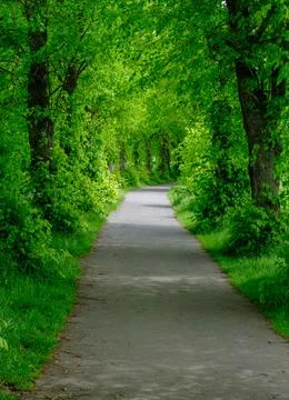 Tree Lined Paved Path In Green Park Фото
