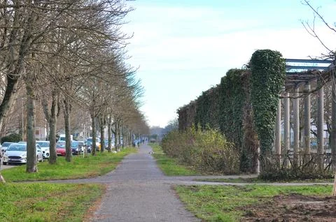 Tree-lined pedestrian path beside urban park and residential street Stock Photos
