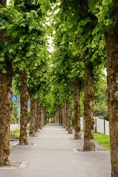 Tree-lined pedestrian path with symmetrical trunks and green foliage in Bergen Stock Photos
