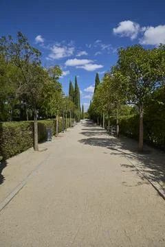 Tree lined pedestrian pathway in green urban park under blue sky Stock Photos