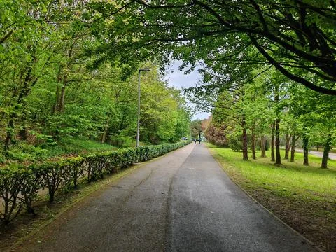 Tree-lined pedestrian pathway in urban park Fotos Stock