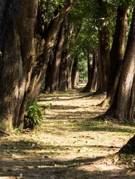 Tree lined Stock Photos