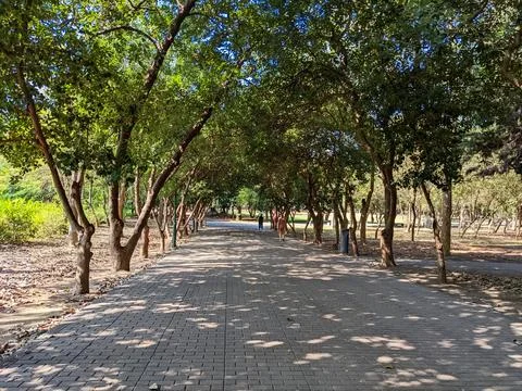 Tree-lined promenade with dappled sunlight on a paved path in the tranquil Yizai Stock Photos